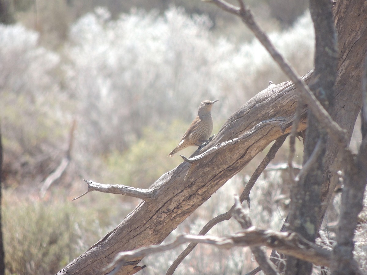 Brown Treecreeper - ML618145611