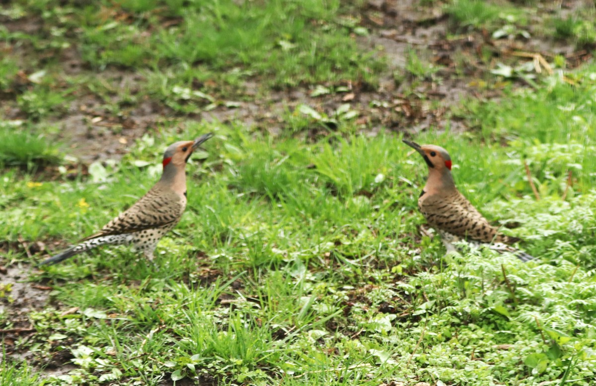 Northern Flicker - Charlotte Croshaw