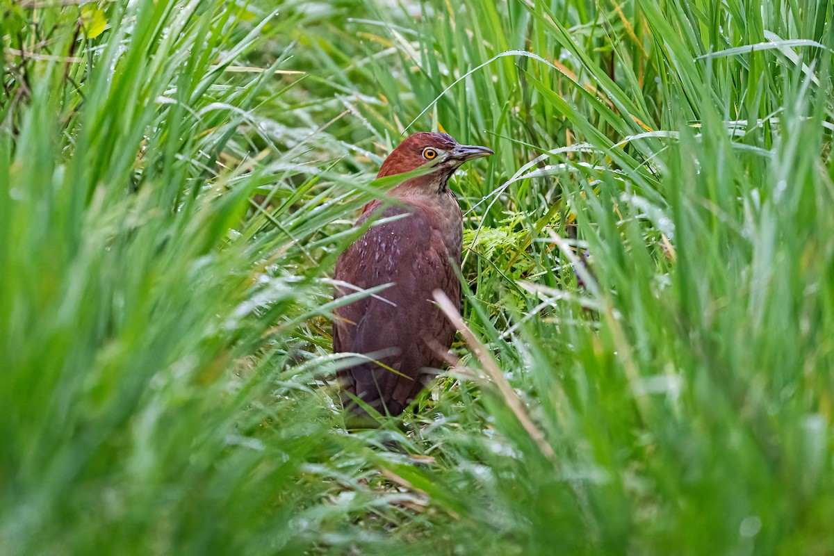 Japanese Night Heron - ML618145614