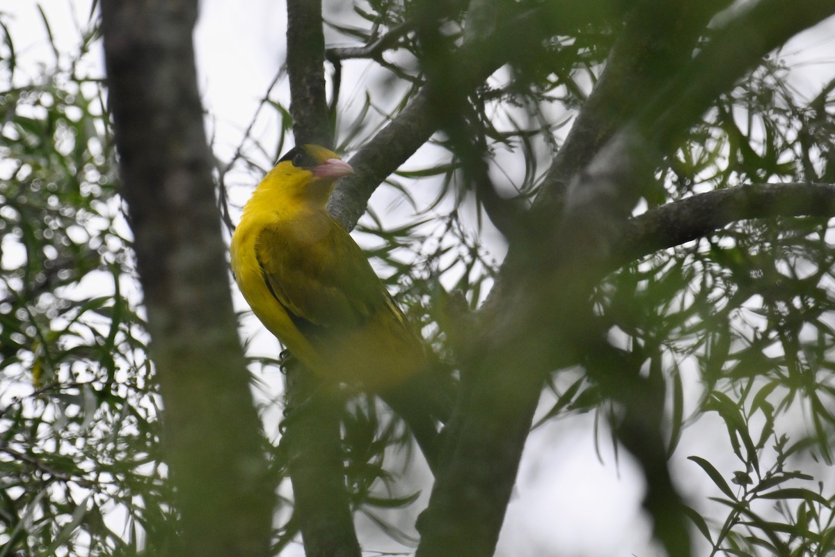 Black-naped Oriole - Ting-Wei (廷維) HUNG (洪)