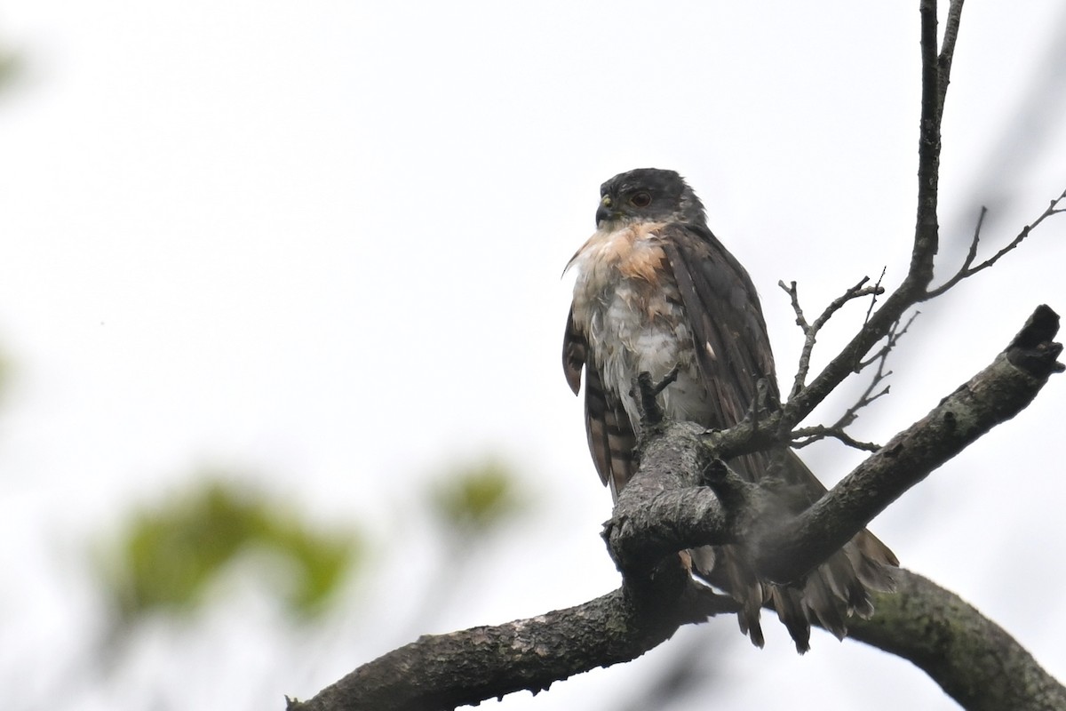 Accipitrine hawk sp. (former Accipiter sp.) - Ting-Wei (廷維) HUNG (洪)