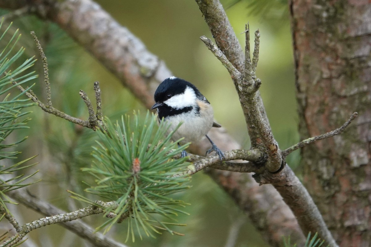 Coal Tit (British) - Ray Scally