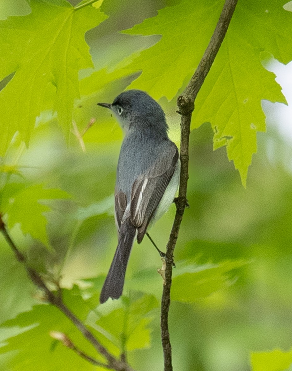 Blue-gray Gnatcatcher - Lynn Chapman