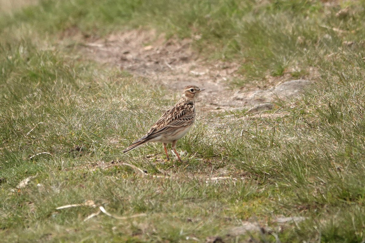 Eurasian Skylark - Ray Scally