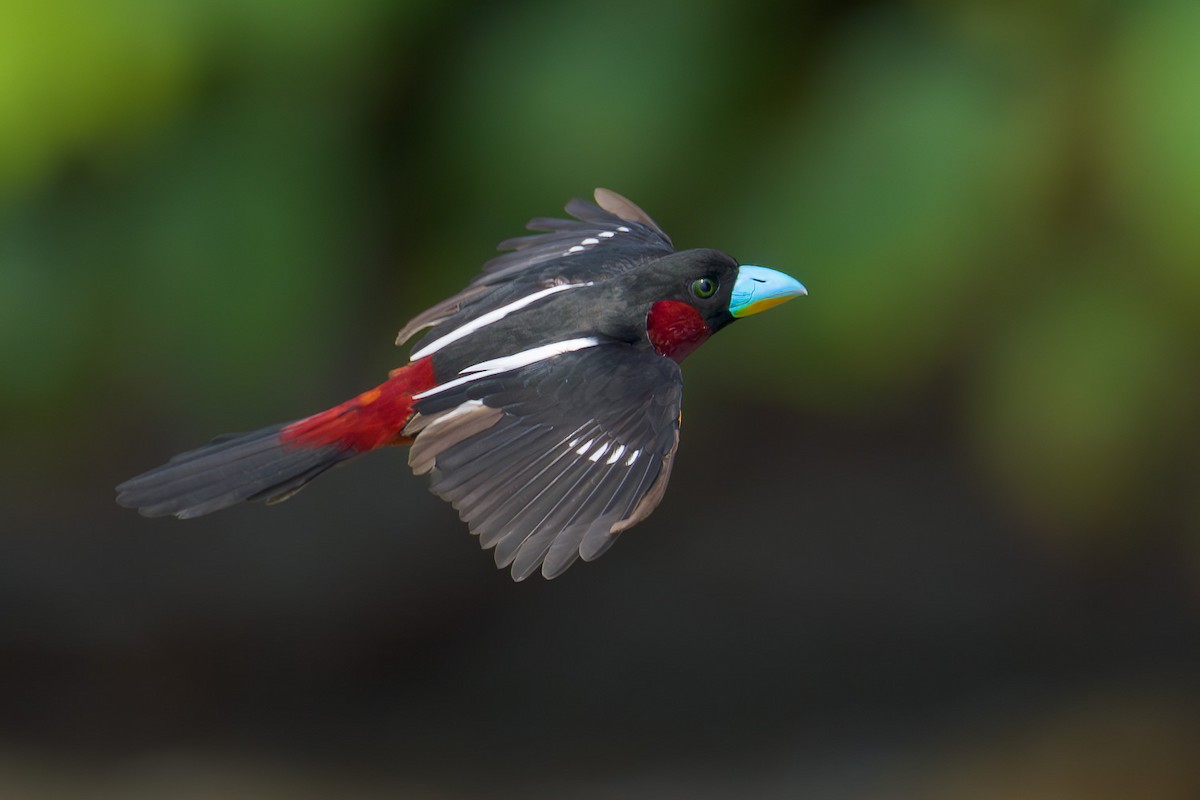 Black-and-red Broadbill - Francis Yap