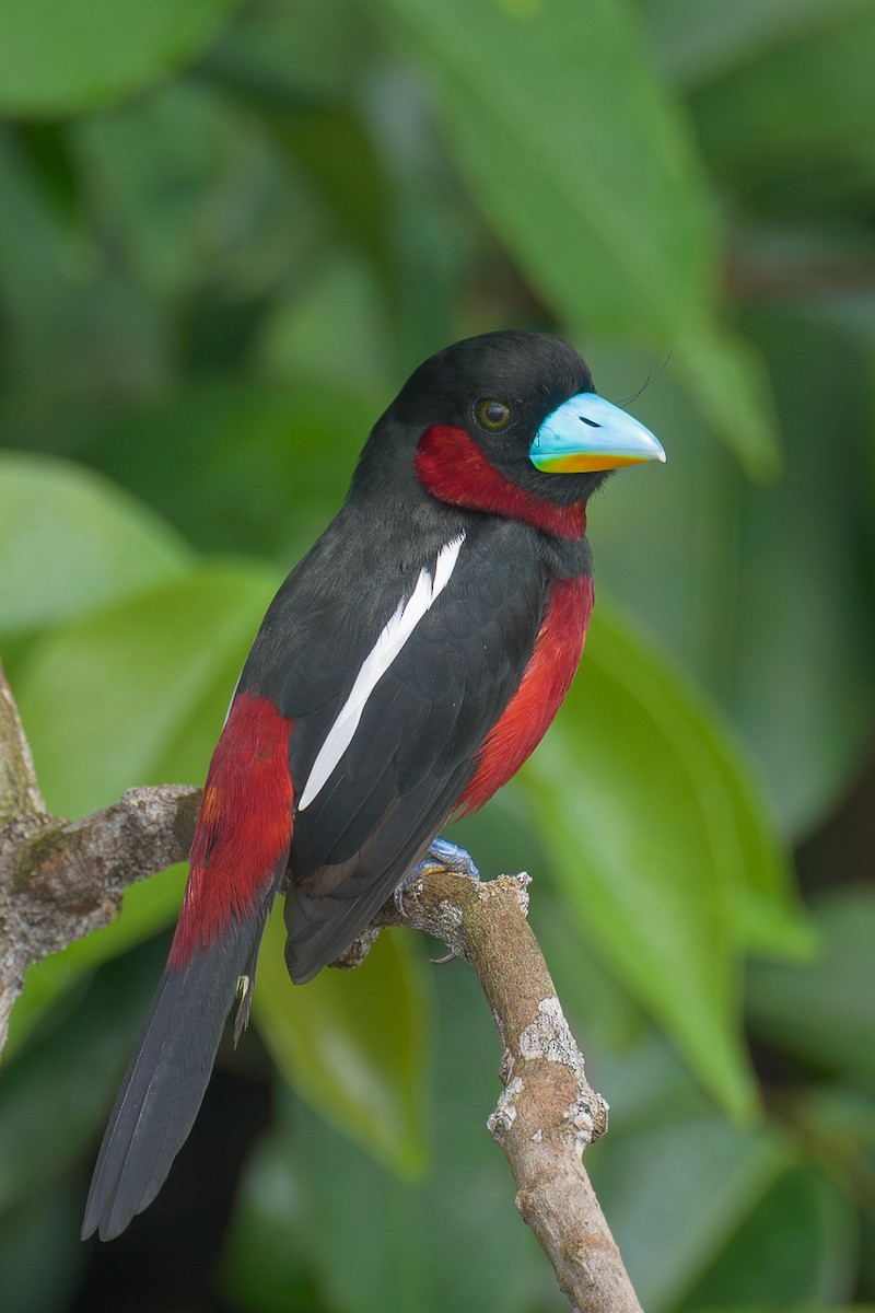 Black-and-red Broadbill - Francis Yap