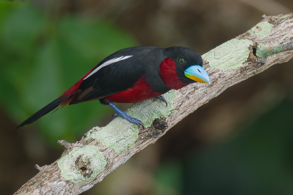 Black-and-red Broadbill - Francis Yap