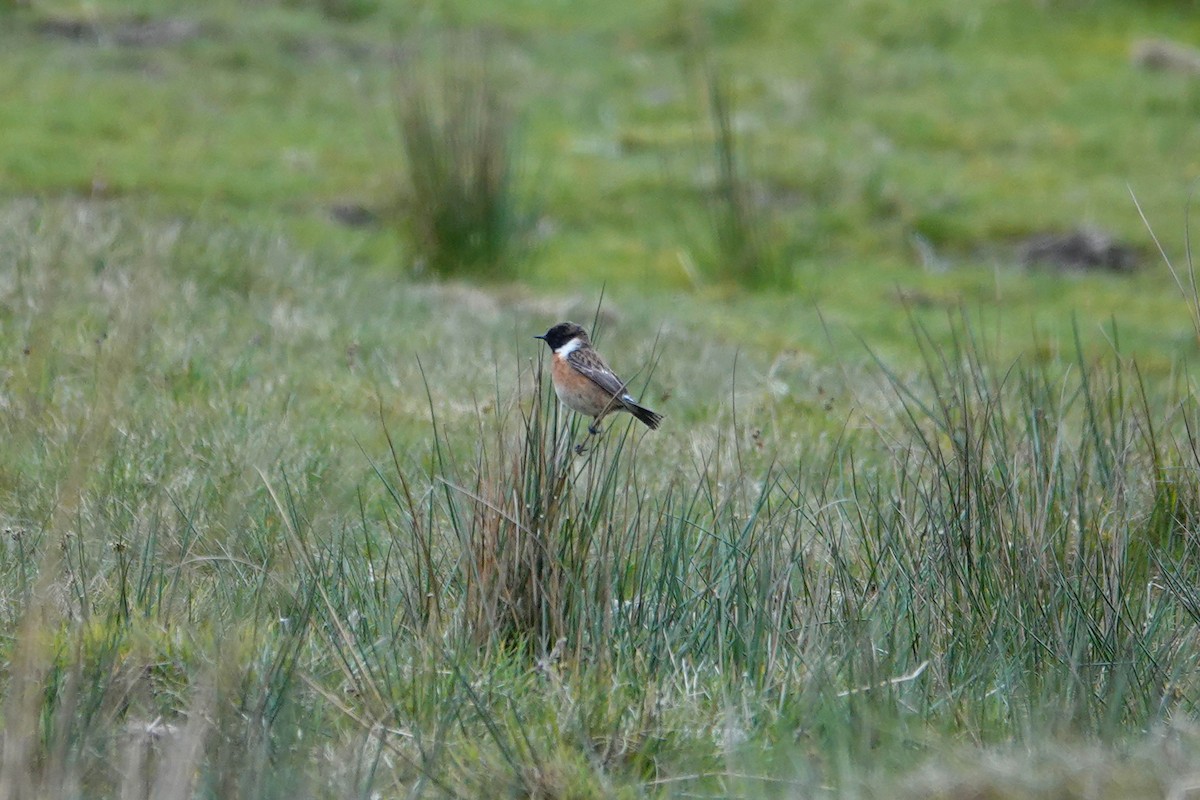 European Stonechat - Ray Scally