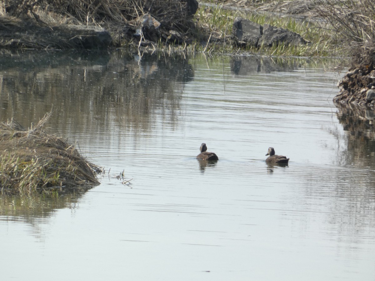 Gadwall - Rithika Fernandes