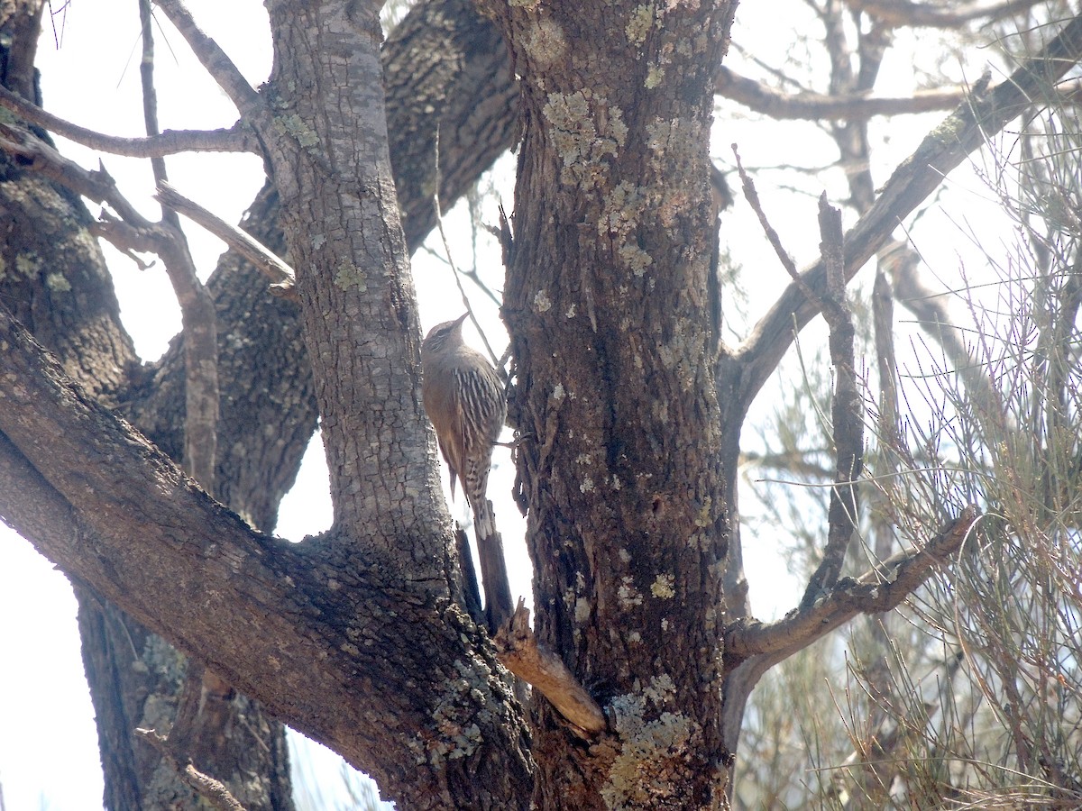 White-browed Treecreeper - George Vaughan