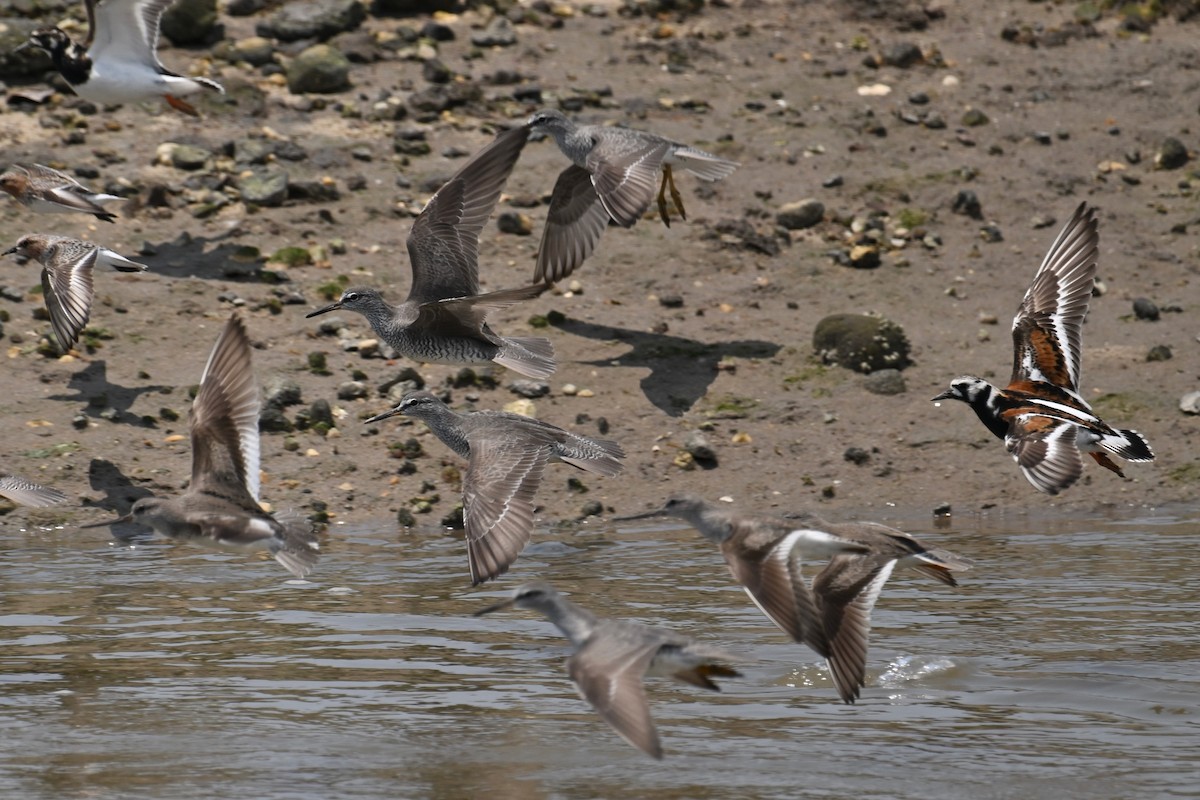 Ruddy Turnstone - Ting-Wei (廷維) HUNG (洪)