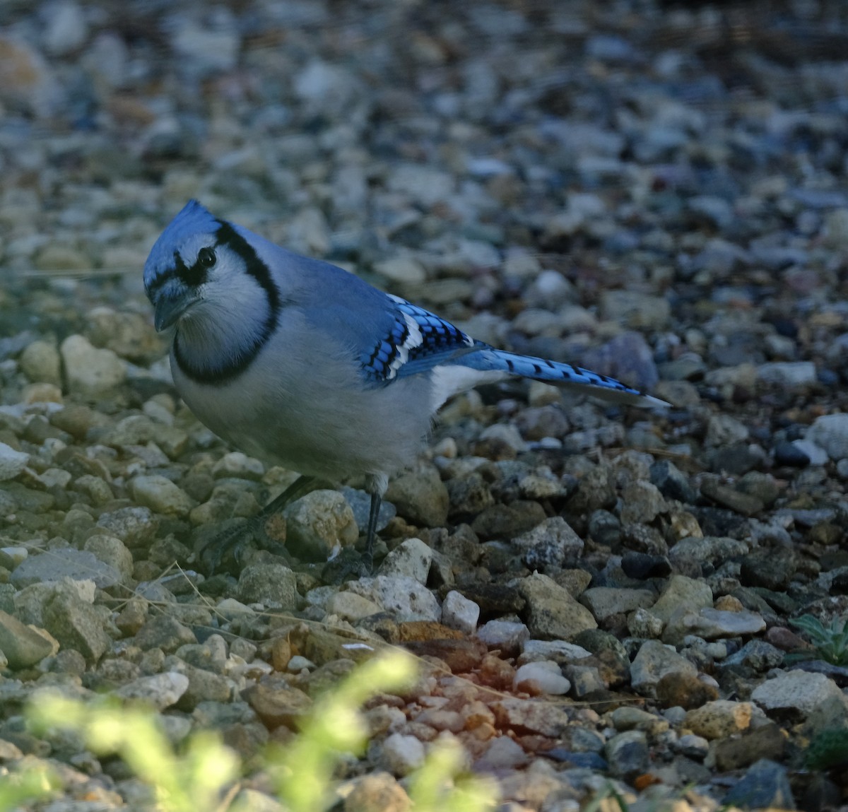 Blue Jay - Bob D'Antonio