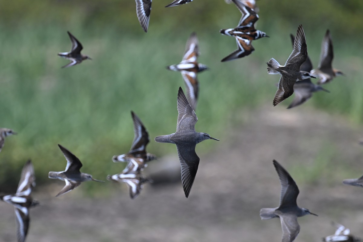 Gray-tailed Tattler - Ting-Wei (廷維) HUNG (洪)