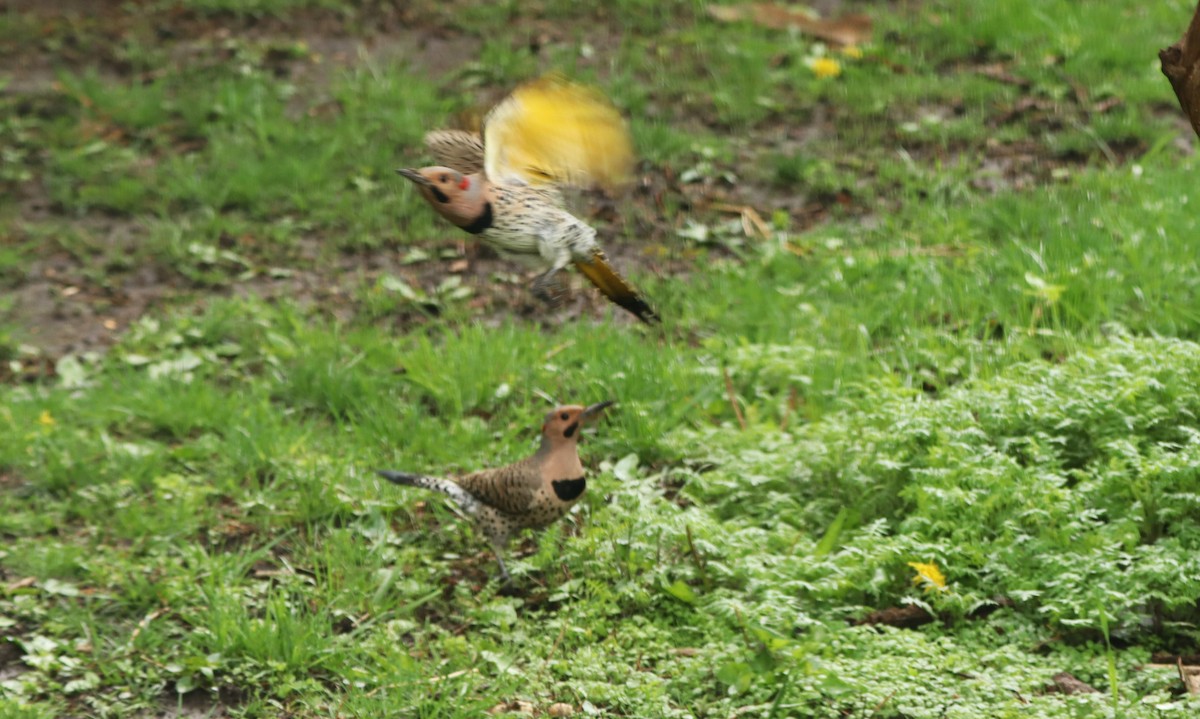 Northern Flicker - Charlotte Croshaw