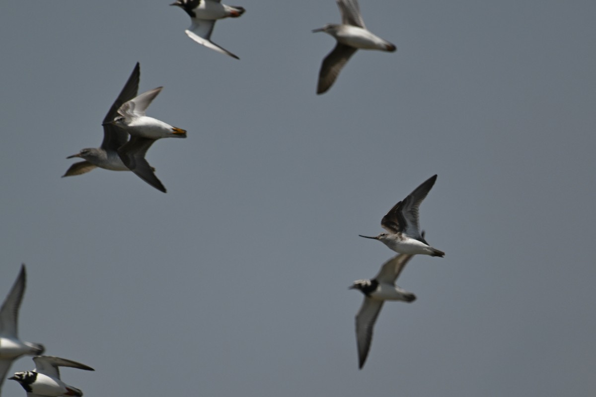 Terek Sandpiper - Ting-Wei (廷維) HUNG (洪)