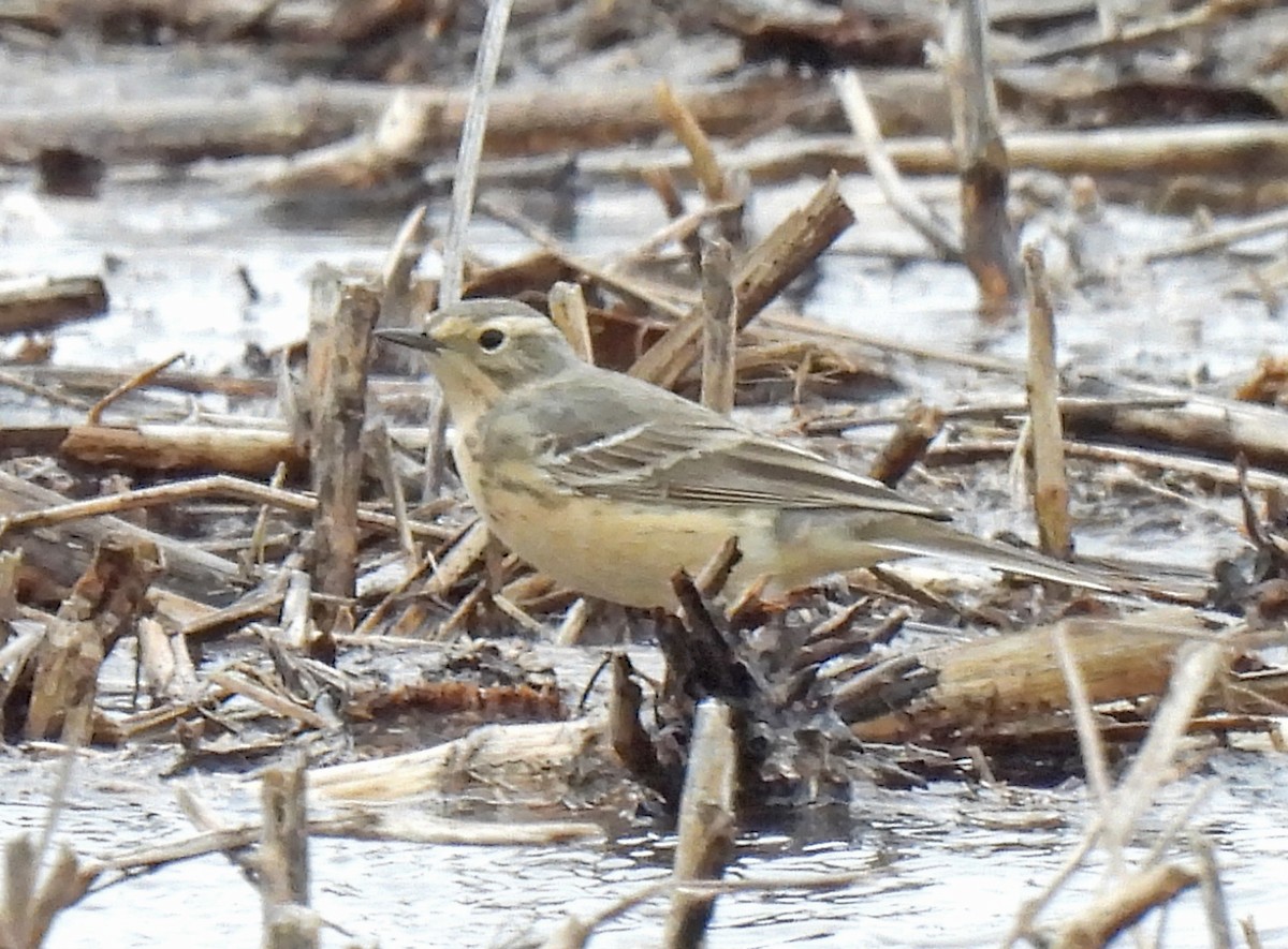 American Pipit - ML618145667