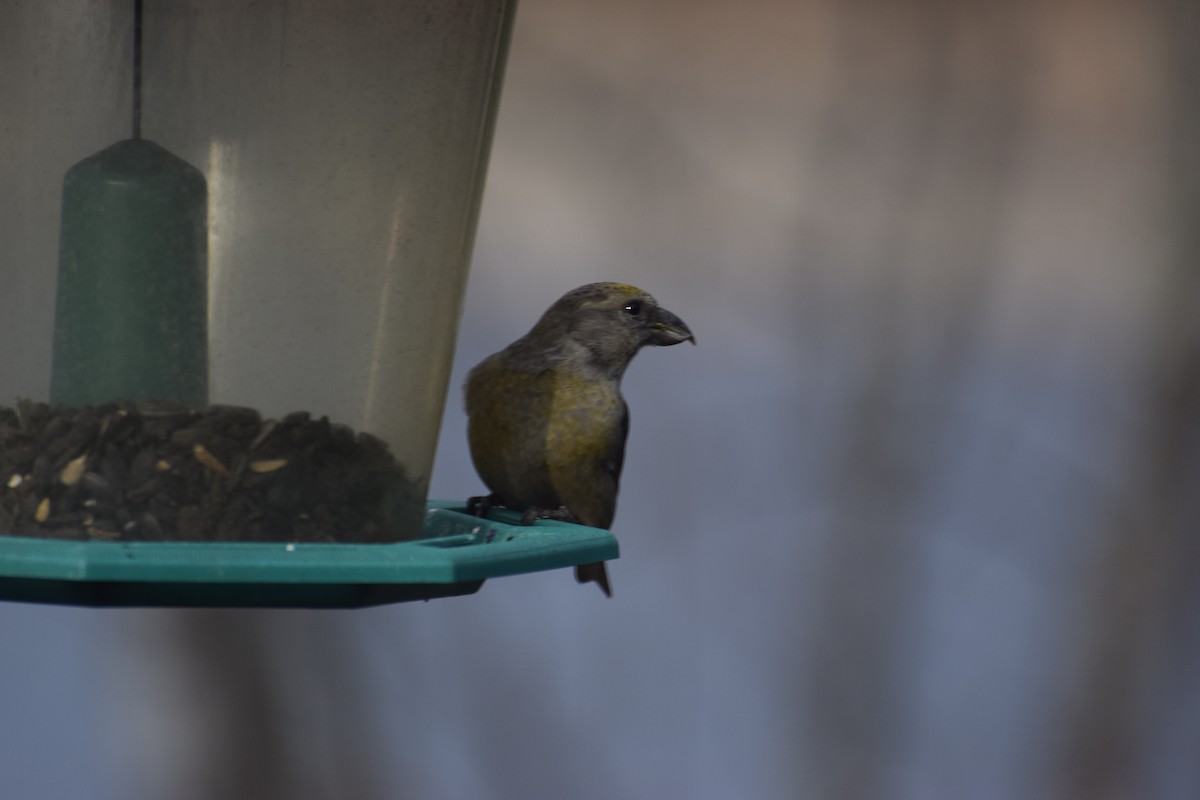 Red Crossbill - ML618145676