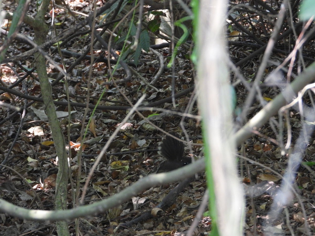 White-throated Fantail - ML618145682