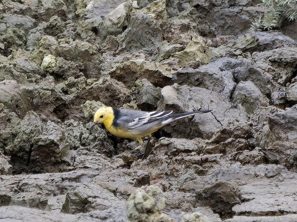 Citrine Wagtail - ML618145683