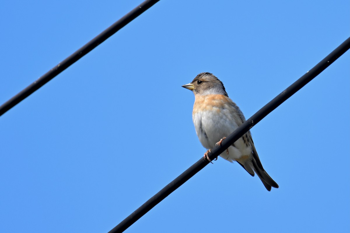 Brambling - Ting-Wei (廷維) HUNG (洪)