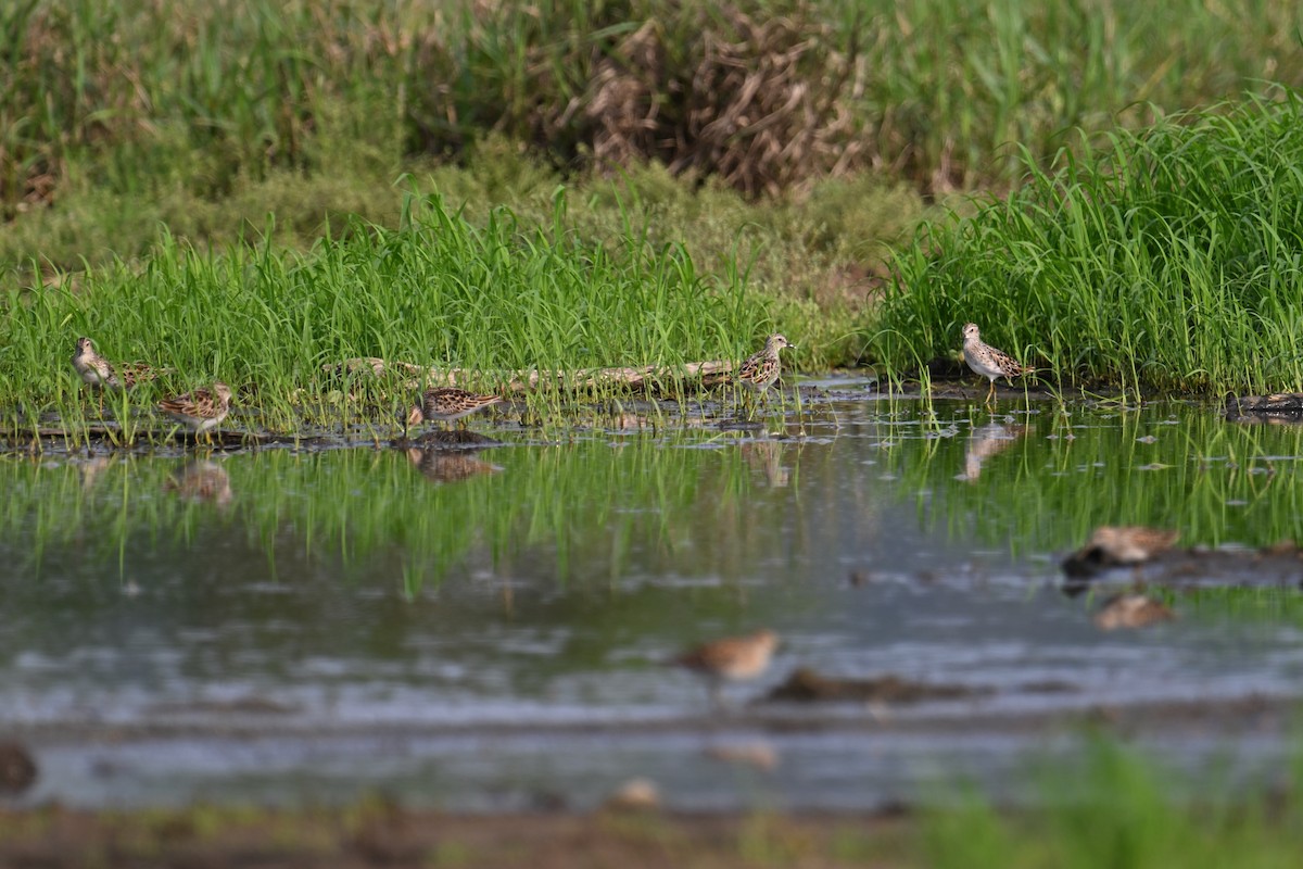 Long-toed Stint - Ting-Wei (廷維) HUNG (洪)