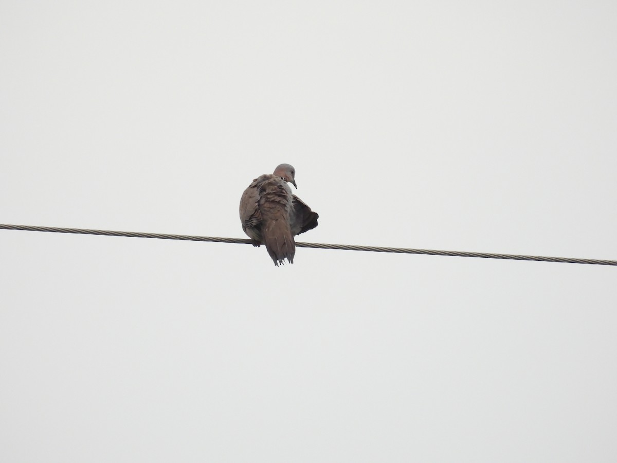 Spotted Dove - 虹樺 陳