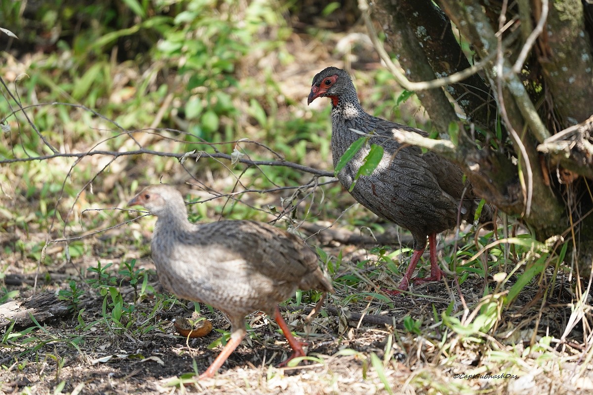 Red-necked Spurfowl - Captain SUBHASH DAS