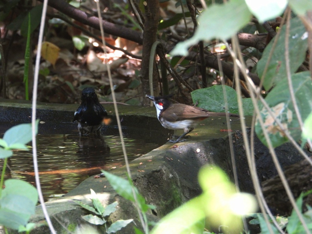 Red-whiskered Bulbul - ML618145694