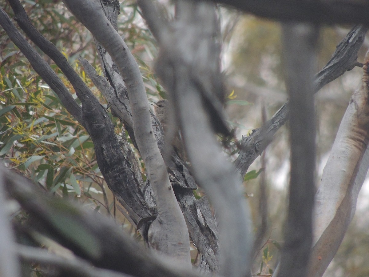 Brown Treecreeper - ML618145696