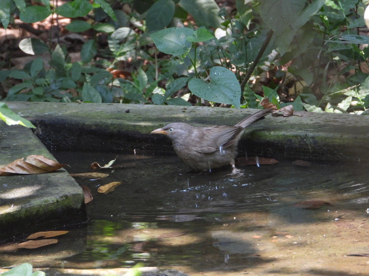 Jungle Babbler - ML618145700