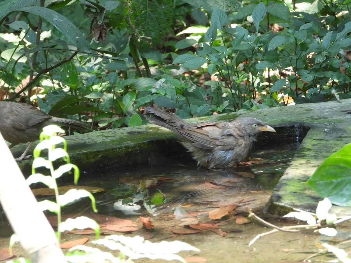 Jungle Babbler - ML618145701