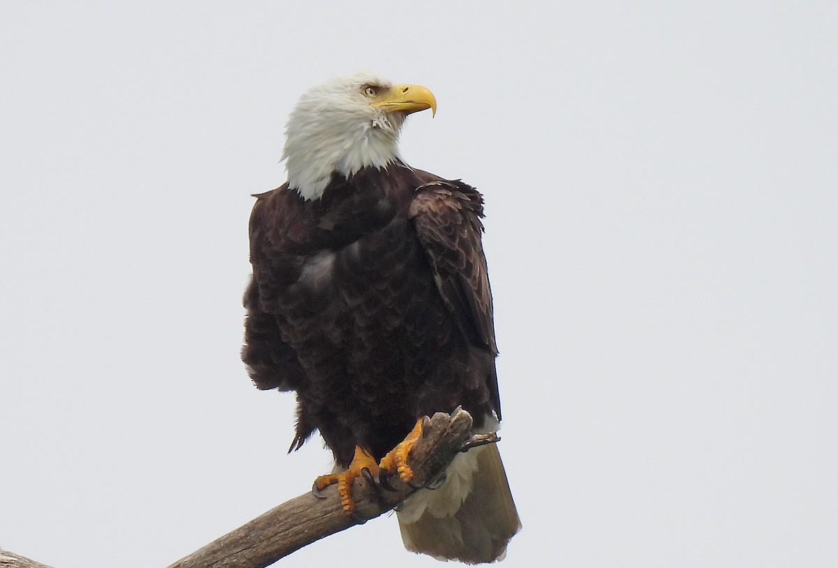 Bald Eagle - Tracy W  🐦