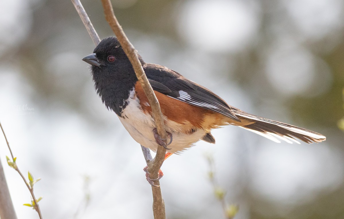 Eastern Towhee - Bill Chan