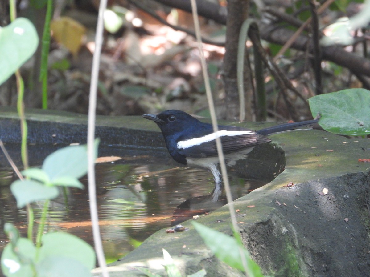 Oriental Magpie-Robin - ML618145718