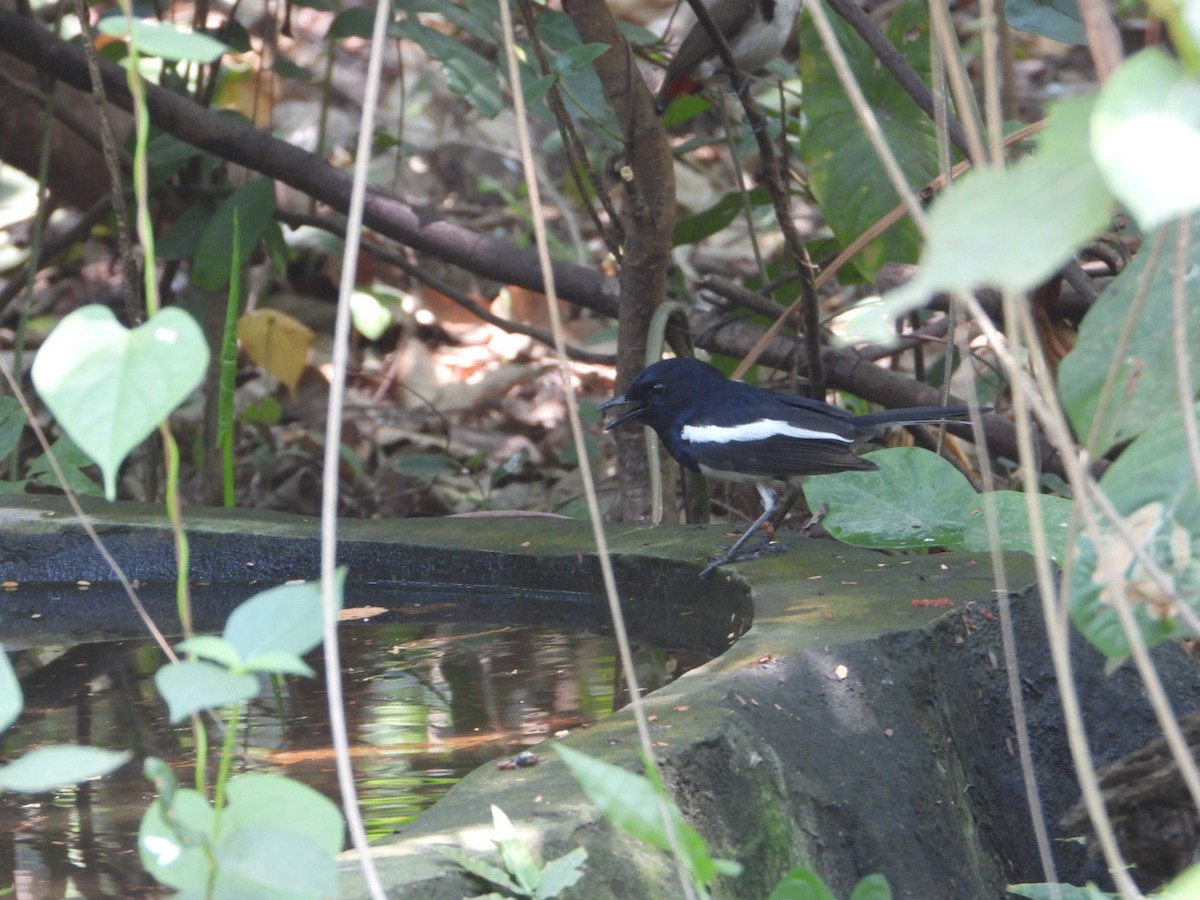 Oriental Magpie-Robin - Chaiti Banerjee