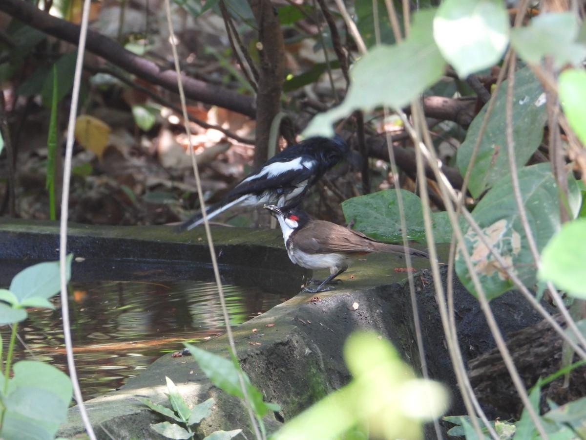 Oriental Magpie-Robin - Chaiti Banerjee