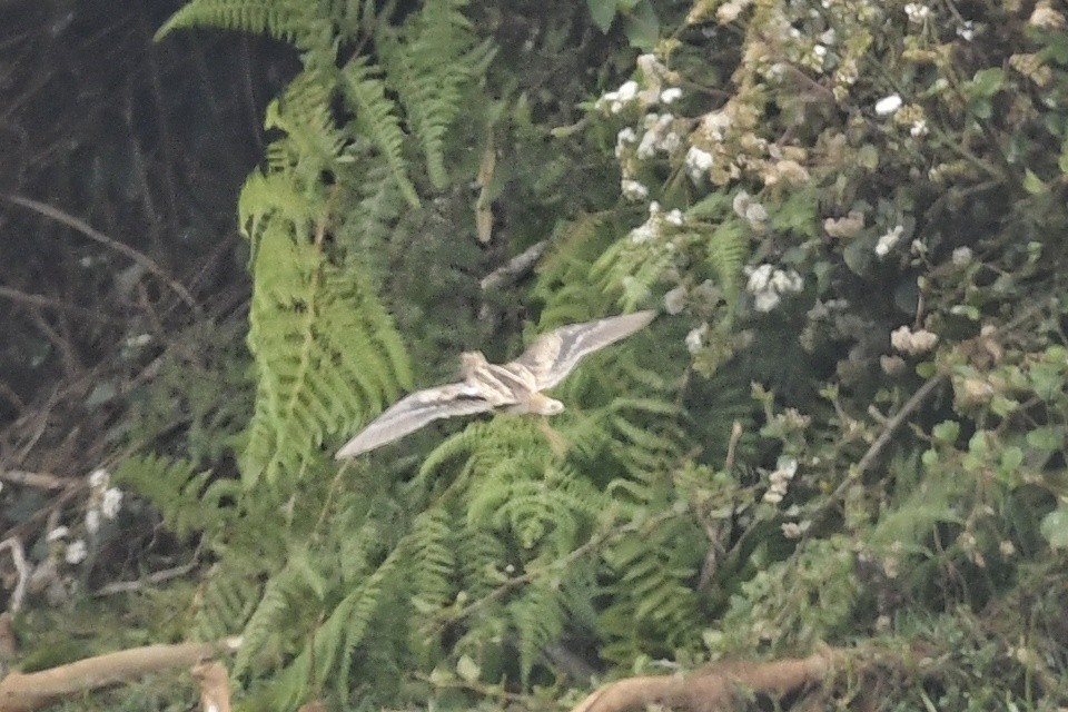 snipe sp. - Renuka Vijayaraghavan