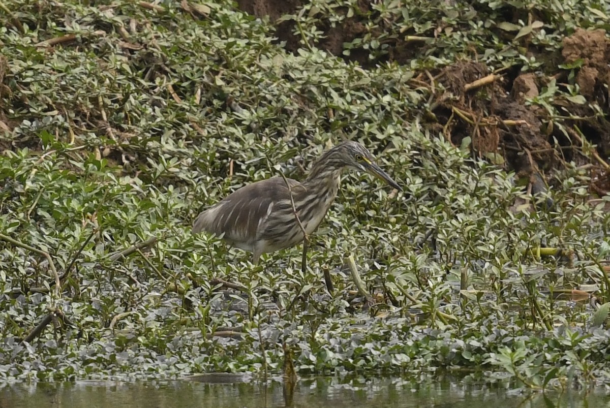 Indian Pond-Heron - Renuka Vijayaraghavan