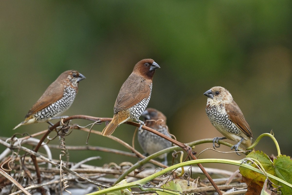 Scaly-breasted Munia - Renuka Vijayaraghavan