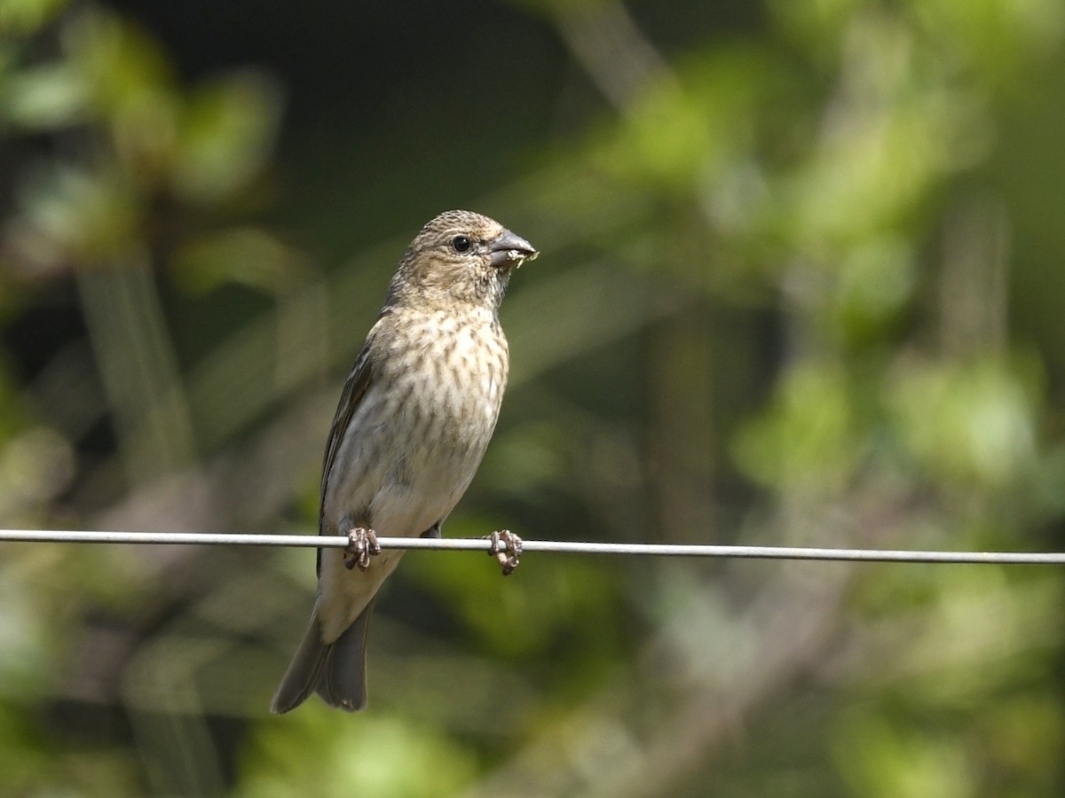 Common Rosefinch - Renuka Vijayaraghavan