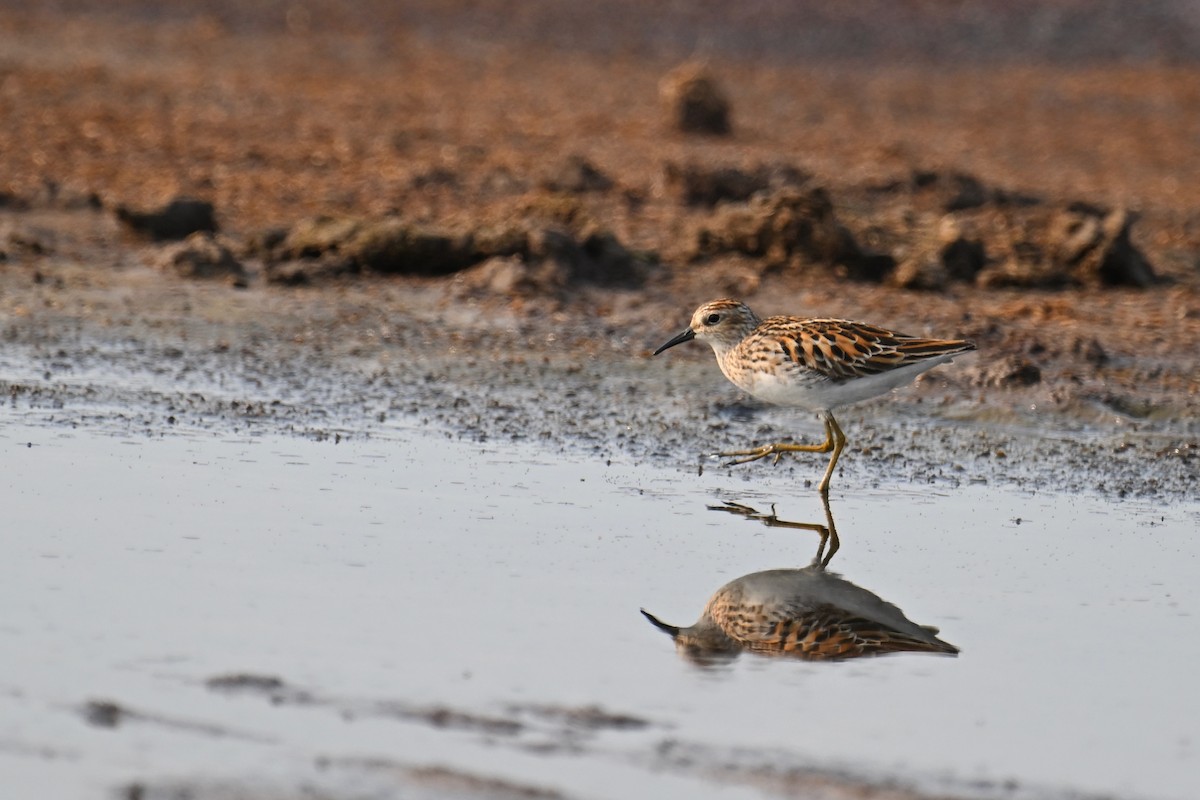 Long-toed Stint - Ting-Wei (廷維) HUNG (洪)