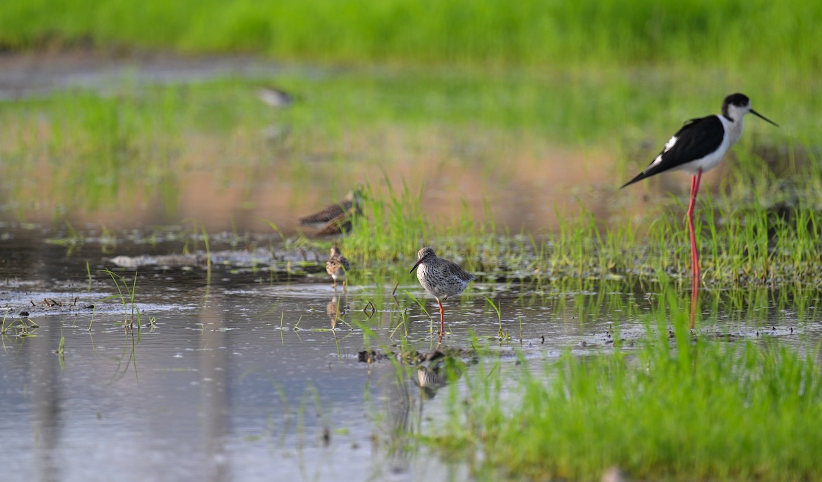 Common Redshank - Ting-Wei (廷維) HUNG (洪)