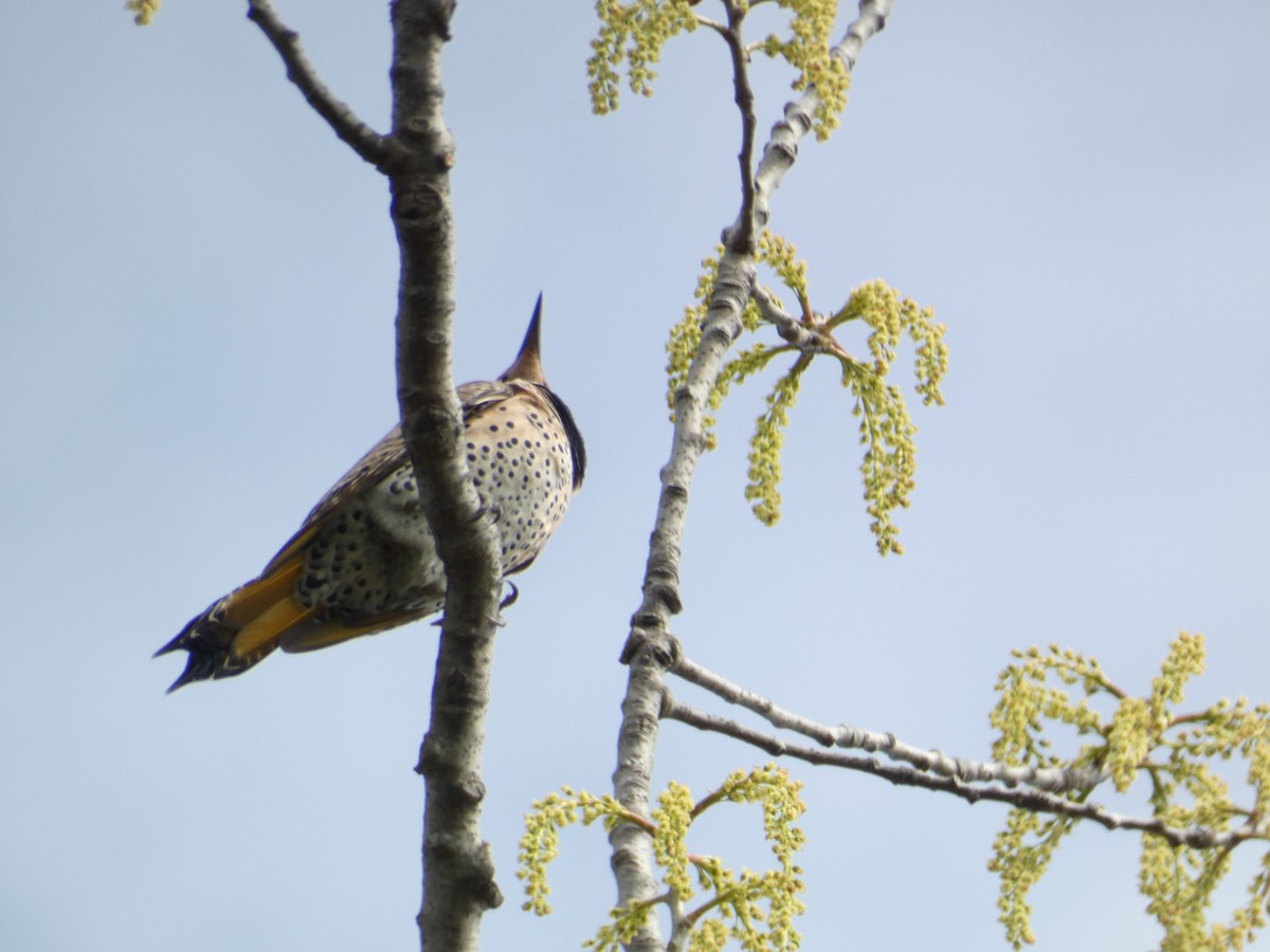 Northern Flicker - Rithika Fernandes