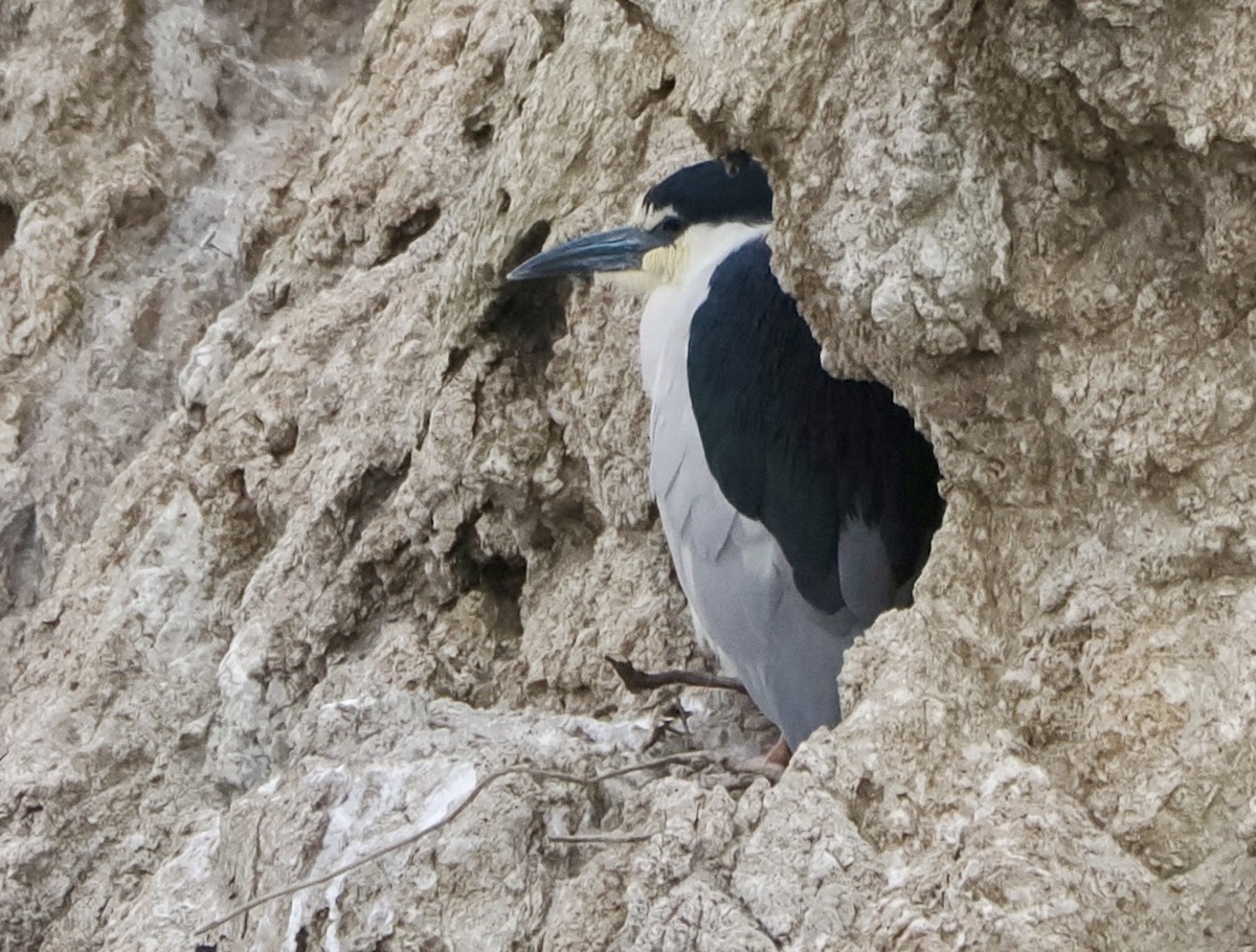 Black-crowned Night Heron - Annette Teng