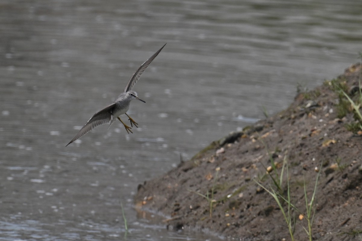 Gray-tailed Tattler - Ting-Wei (廷維) HUNG (洪)