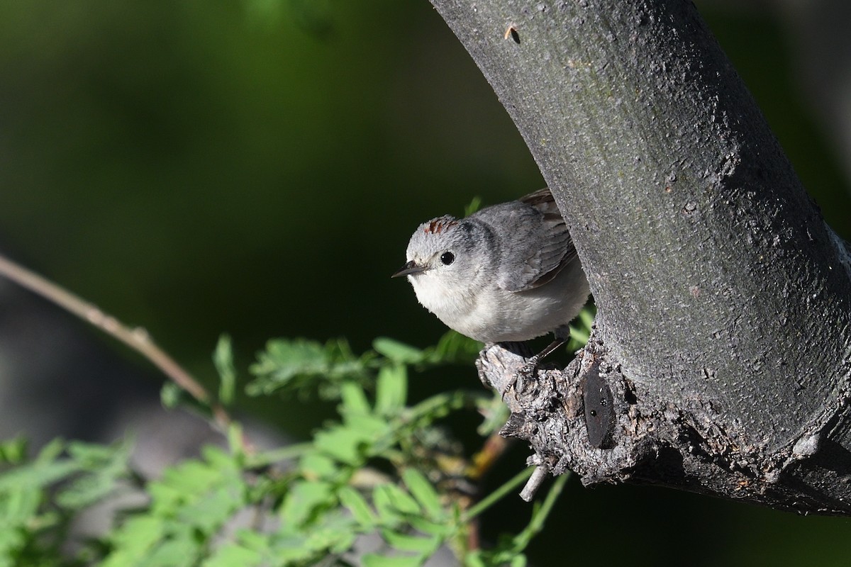 Lucy's Warbler - Shane Carroll