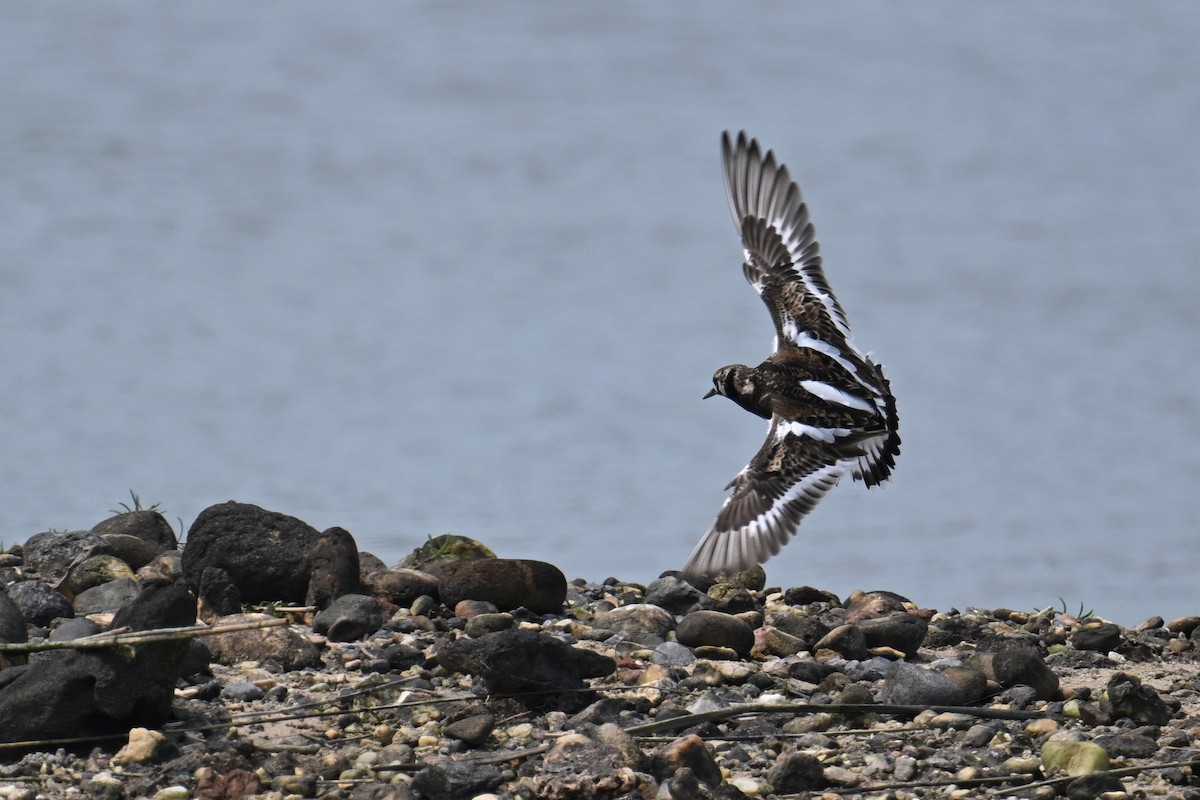 Ruddy Turnstone - Ting-Wei (廷維) HUNG (洪)