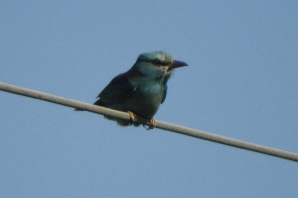 European Roller - Miroslav Mareš