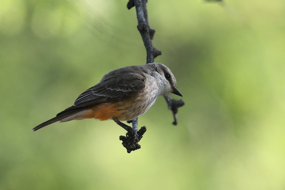 Vermilion Flycatcher - Shane Carroll