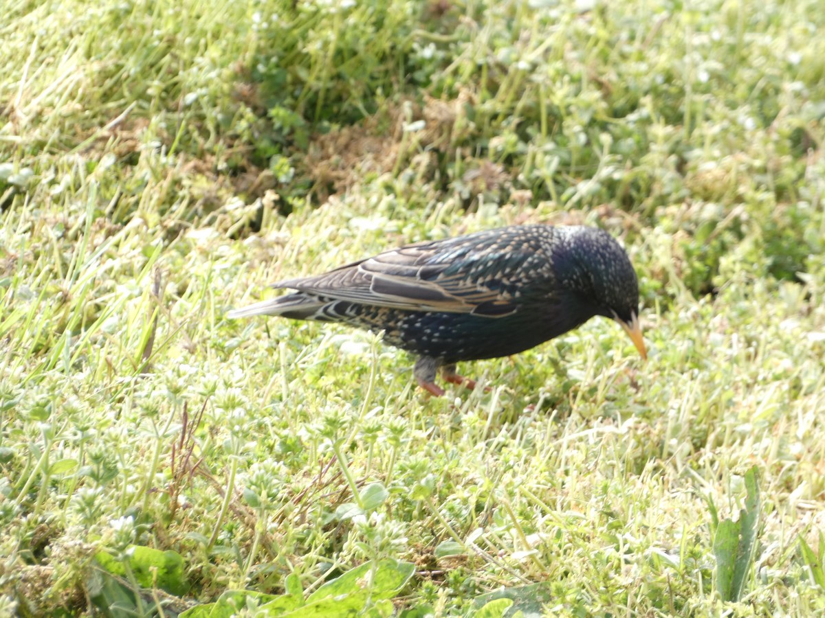 European Starling - Rithika Fernandes